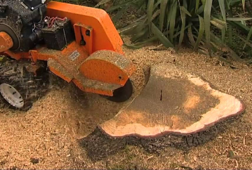 Stump Grinding with madrigal tree services