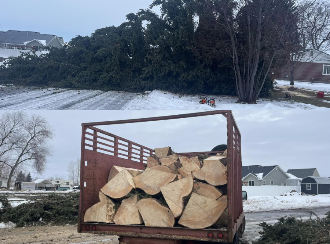 then tree removal with madrigal tree services