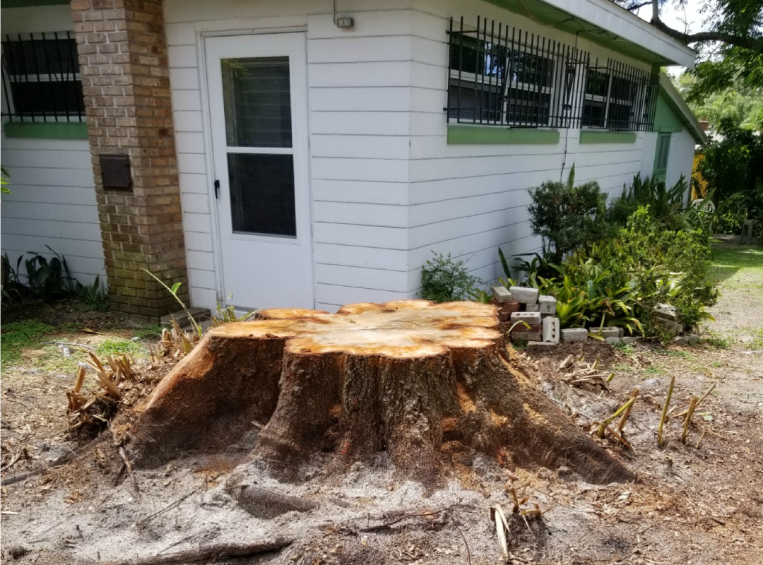 before stump Grinding with madrigal tree services