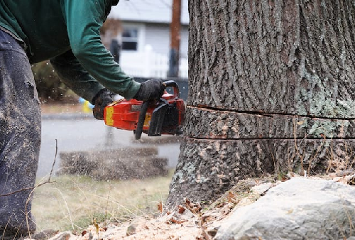 tree removal with madrigal tree services