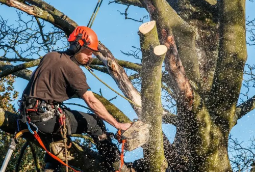 tree timing with madrigal tree services